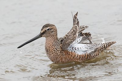 Long-billed Dowitcher bathing.jpg