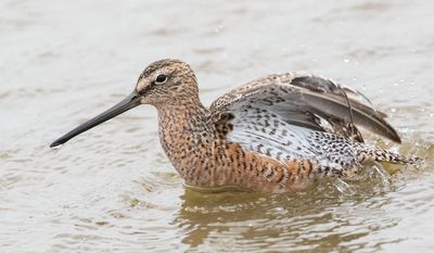 Long-billed Dowitcher bathing2.jpg