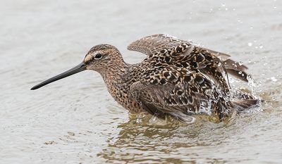 Long-billed Dowitcher bathing3.jpg