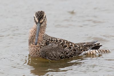 Long-billed Dowitcher look at me while bathing.jpg