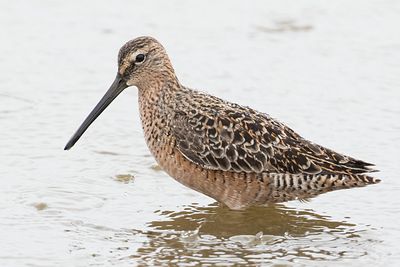 Long-billed Dowitcher poses.jpg