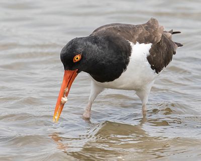 Oystercatcher eating oysters.jpg