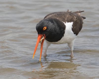 Oystercatcher eats an oyster.jpg