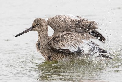 Willet bathing.jpg