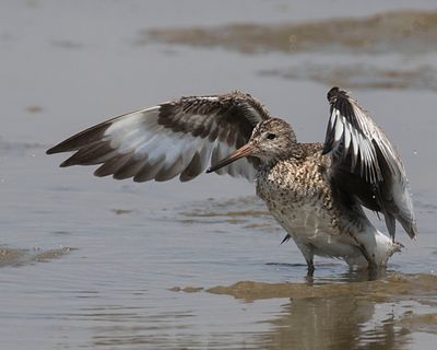 Willet flaps after bathing.jpg
