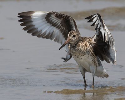 Willet flaps after bathing2.jpg
