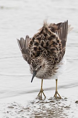 Least Sandpiper.jpg