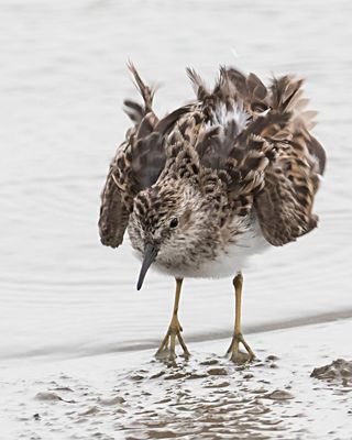 Least Sandpiper shakes after bath.jpg