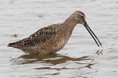 Long-billed Dowitcher gets a snack.jpg