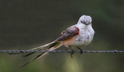 Scissor-tailed Flycatcher, wet and on wire.jpg