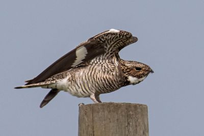 Nighthawk stretches on post.jpg