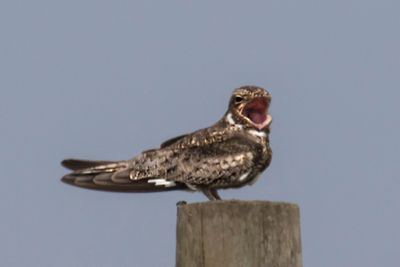 Nighthawk opens mouth wide.jpg