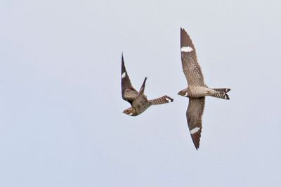 Nighthawks fly together2.jpg