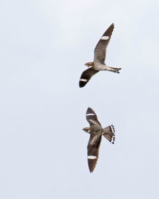 Nighthawk pair flying together3.jpg