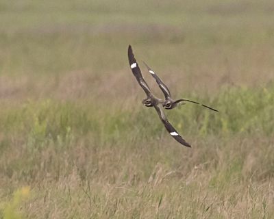 Nighthawk pair fly together over marsh.jpg
