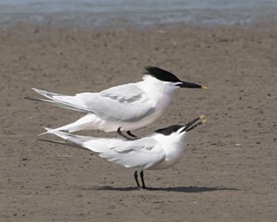 Sandwich Terns in mating position.jpg