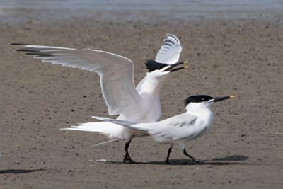 Sandwich Terns after mating.jpg