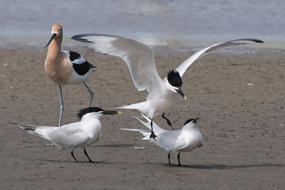 Sandwich jumps off mate as Avocet and 2nd male watch.jpg