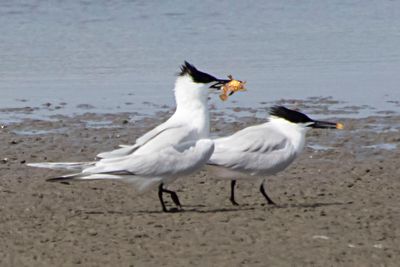 Sandwich Tern has Sargassum fish for mate.jpg