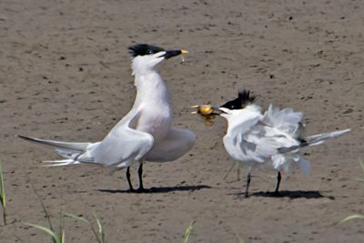 Sandwich Tern just gave sargassum fish to mate.jpg