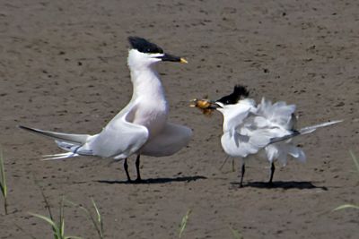 Sandwich Tern just gave fish to mate2.jpg