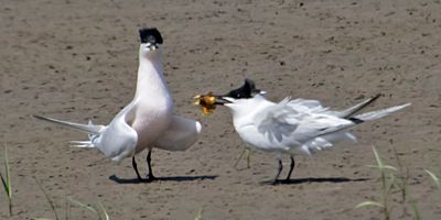 Sandwich Tern looks forward as mate has fish.jpg