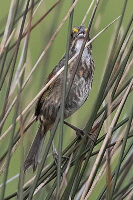 Seaside Sparrow.jpg