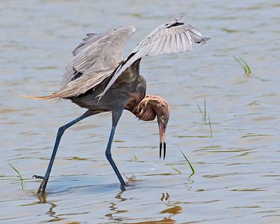 Reddish Egret misses the fish.jpg