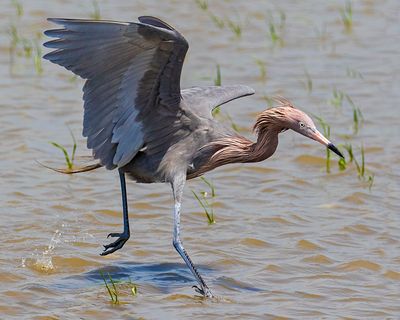Reddish Egret running.jpg