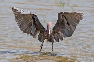 Reddish Egret, wings spread, gets small fish.jpg