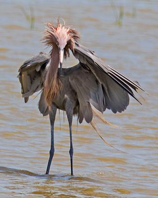 Reddish Egret, messy hairdo.jpg