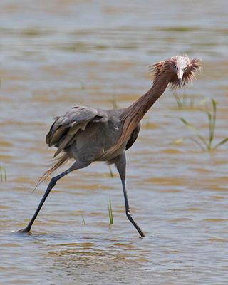 Reddish Egret, messy hair, intent stare.jpg