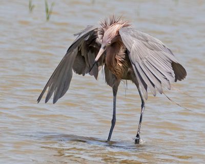 Reddish Egret wings around head.jpg