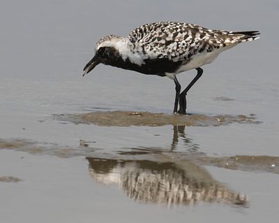 Black-bellied Plover eats worms.jpg
