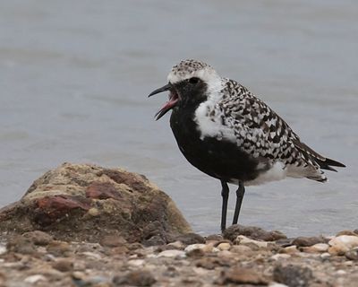 Black-bellied Plover calling.jpg