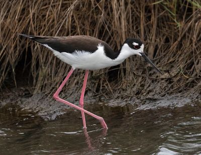 Black-necked Stilt on the hunt.jpg