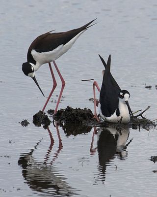 Black-necked Stilts, one tries out nest.jpg