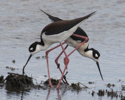 Black-necked Stilt pair checking mud for a nest.jpg
