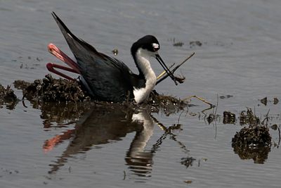 Black-necked Stilt sits on and brings mud to nest.jpg
