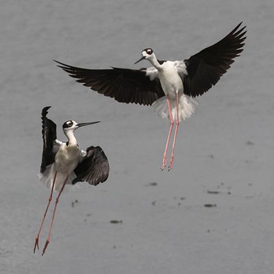 Black-necked Stilts fighting in the air.jpg
