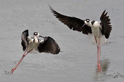 Black-necked Stilts fighting2.jpg