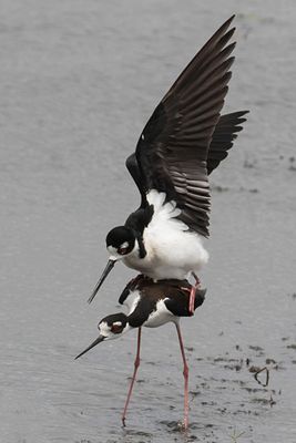 Black-necked Stilts mating.jpg
