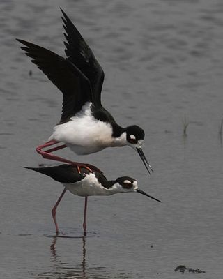 Black-necked Stilts mating2.jpg