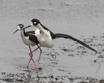Black-necked stilt kiss after mating.jpg