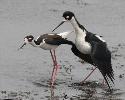 Black-necked Stilts after mating.jpg
