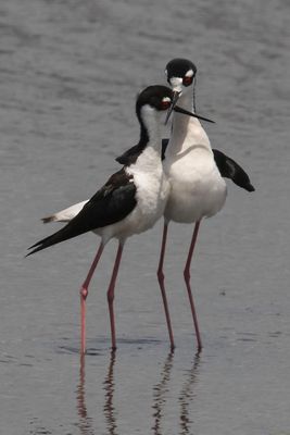 Black-necked Stilts cross bills after mating.jpg