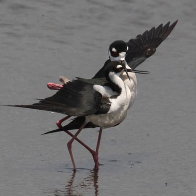 Black-necked Stilt pair cuddle after mating.jpg