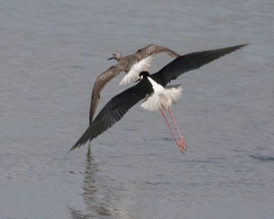 Black-necked stilt chases Yellowlegs.jpg