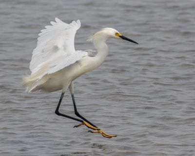 Snowy Egret about to land.jpg