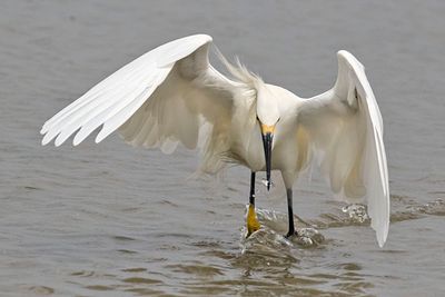 Snowy Egret catches a small fish.jpg